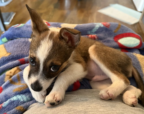 Wilbur