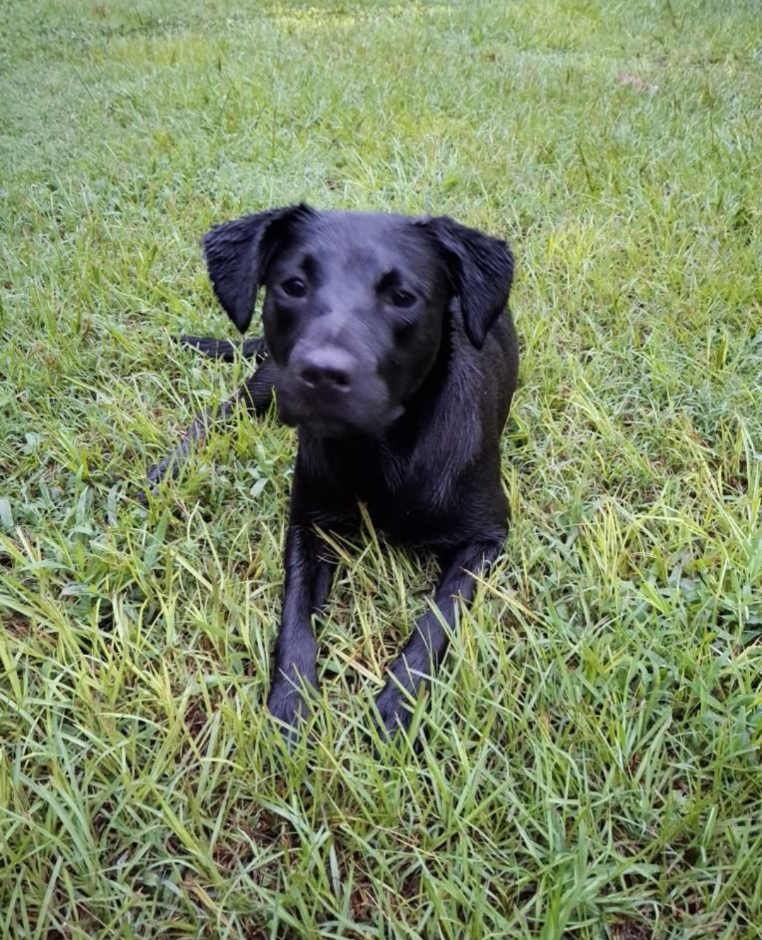adoptable Dog in Holly Springs, NC named Mouser
