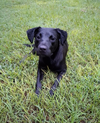 adoptable Dog in  named Mouser