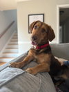 Benny