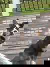 Houdini