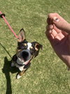 Houdini