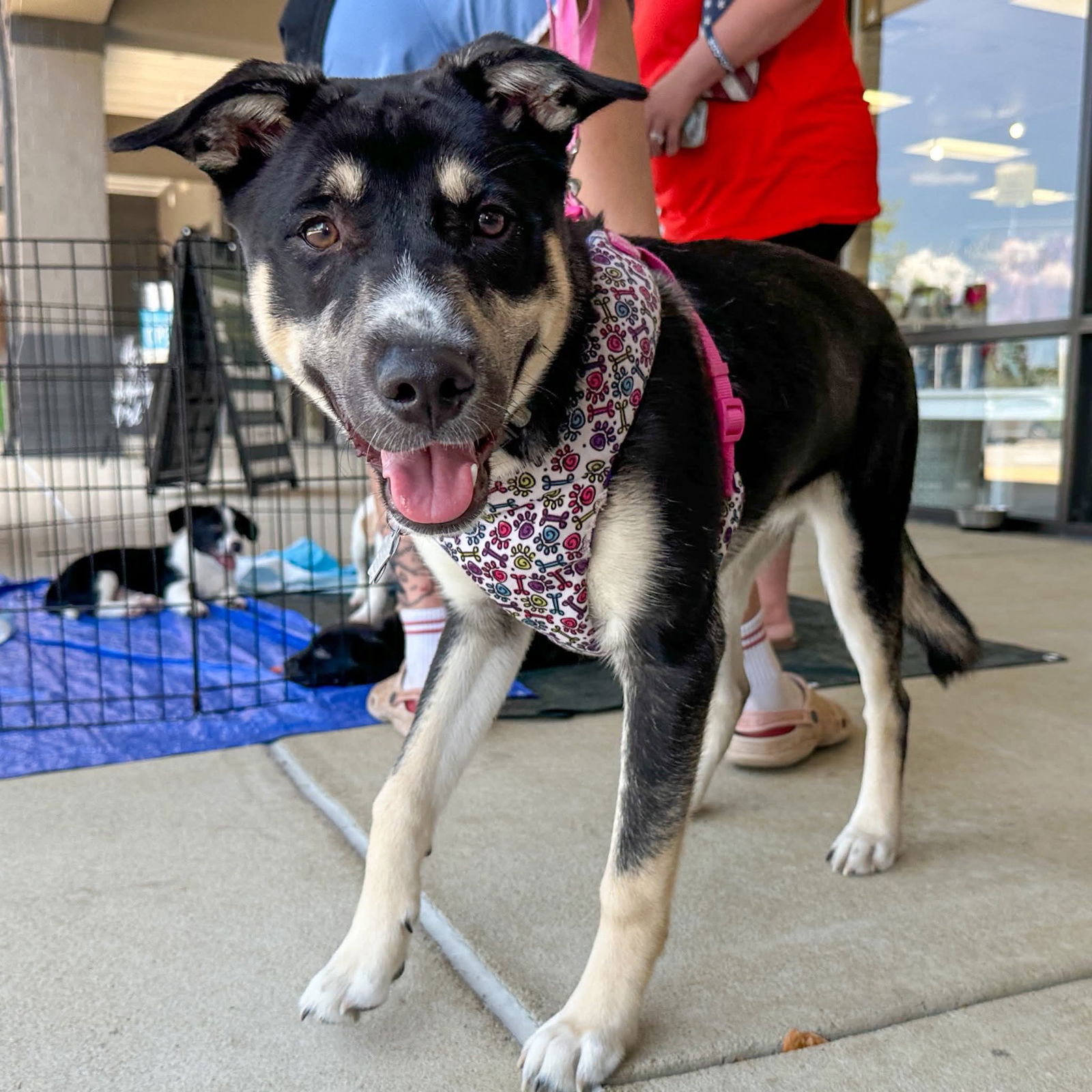adoptable Dog in Holly Springs, NC named Sunshine Husky
