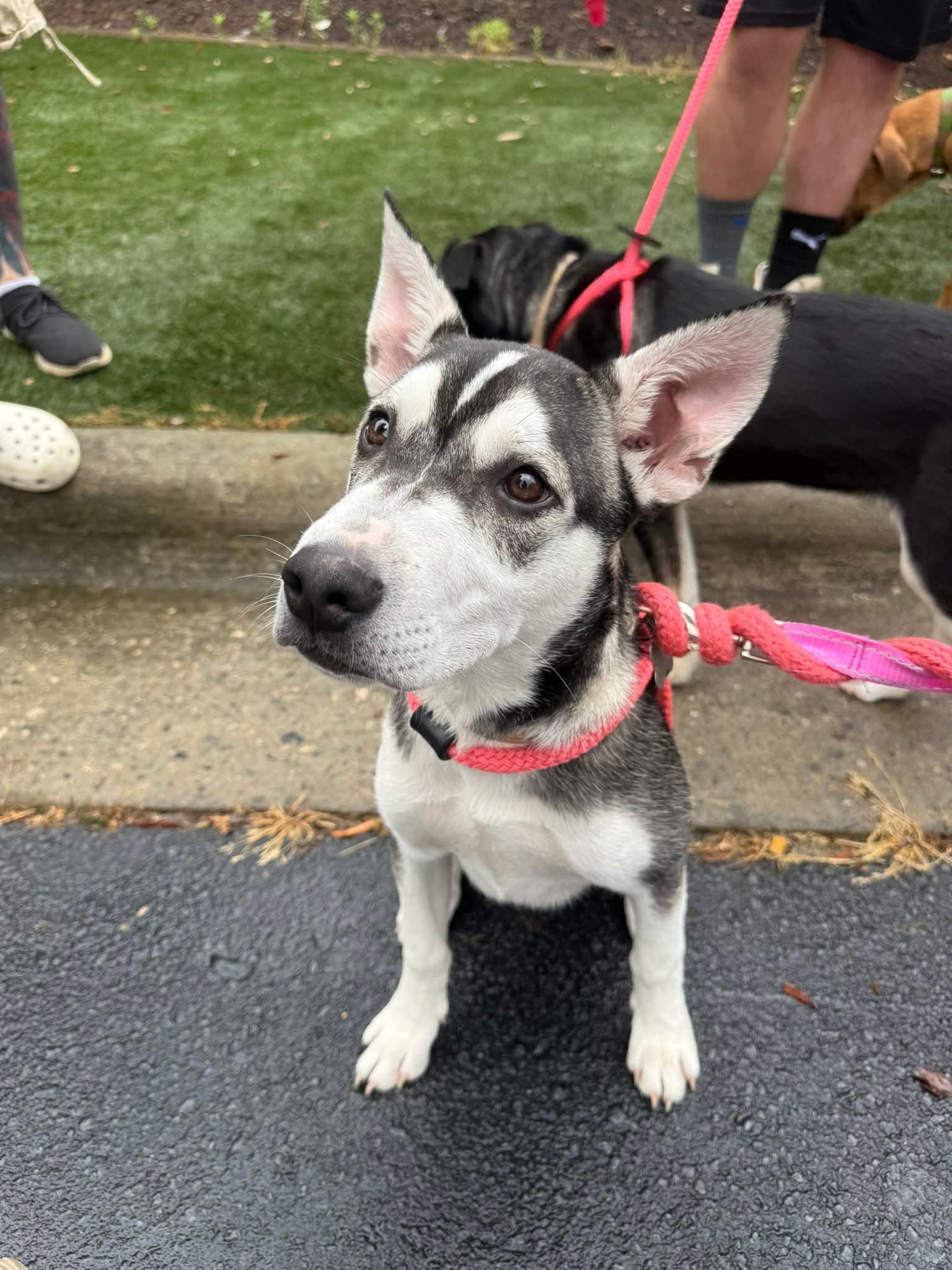 adoptable Dog in Holly Springs, NC named Storm