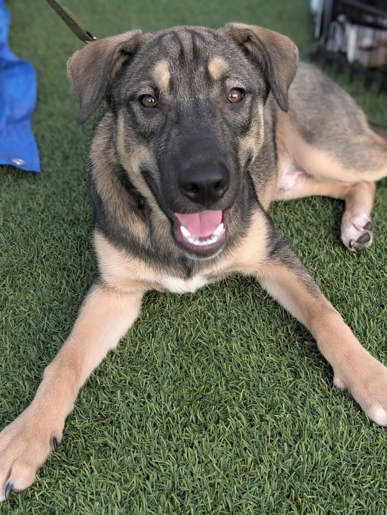 adoptable Dog in Holly Springs, NC named Argo