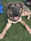 adoptable Dog in holly springs, NC named Argo