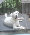 adoptable Dog in holly springs, NC named Austin