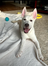 adoptable Dog in holly springs, NC named Arctic