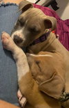 Amy