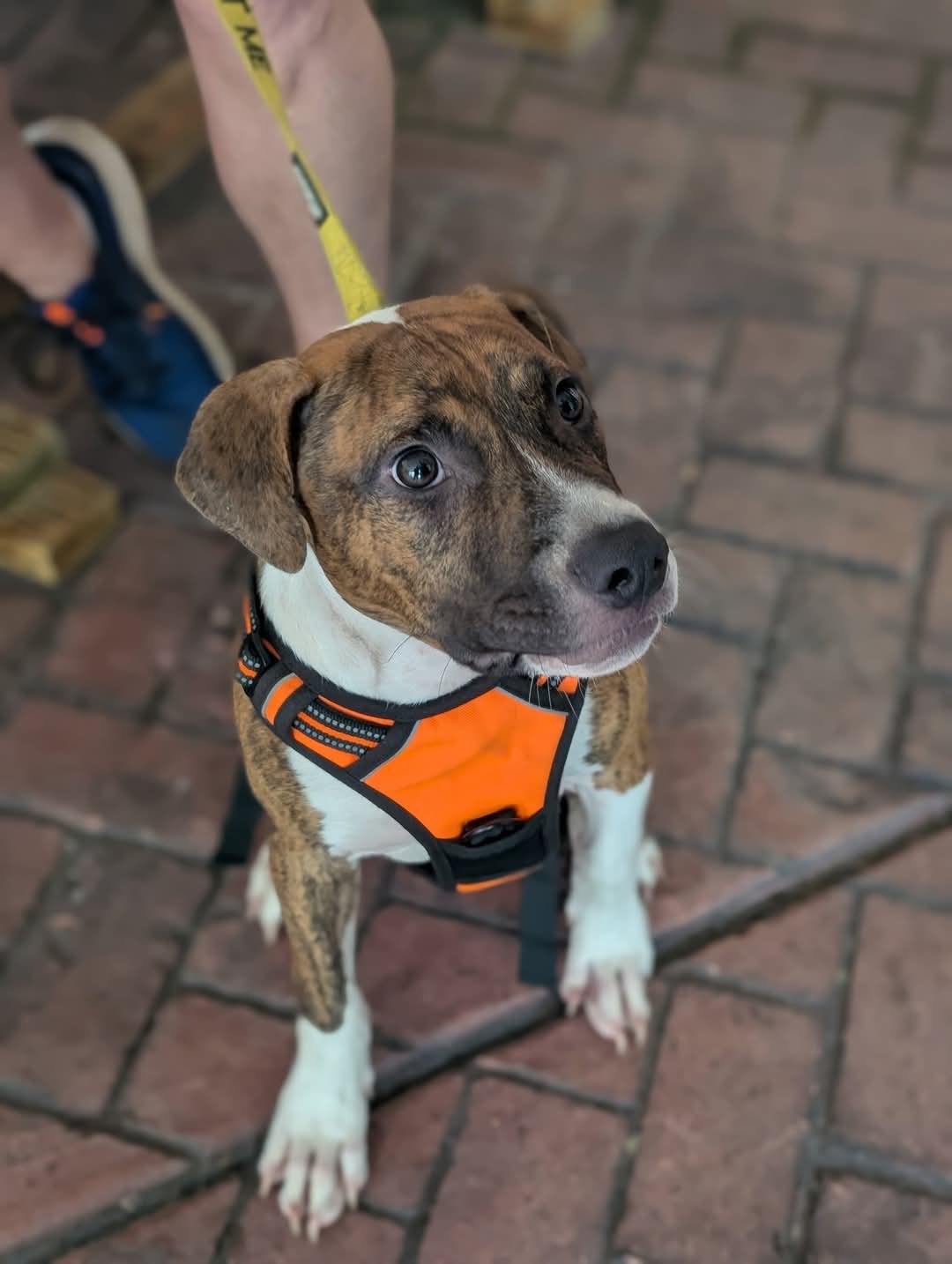 adoptable Dog in Holly Springs, NC named Albus