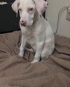 Adora
