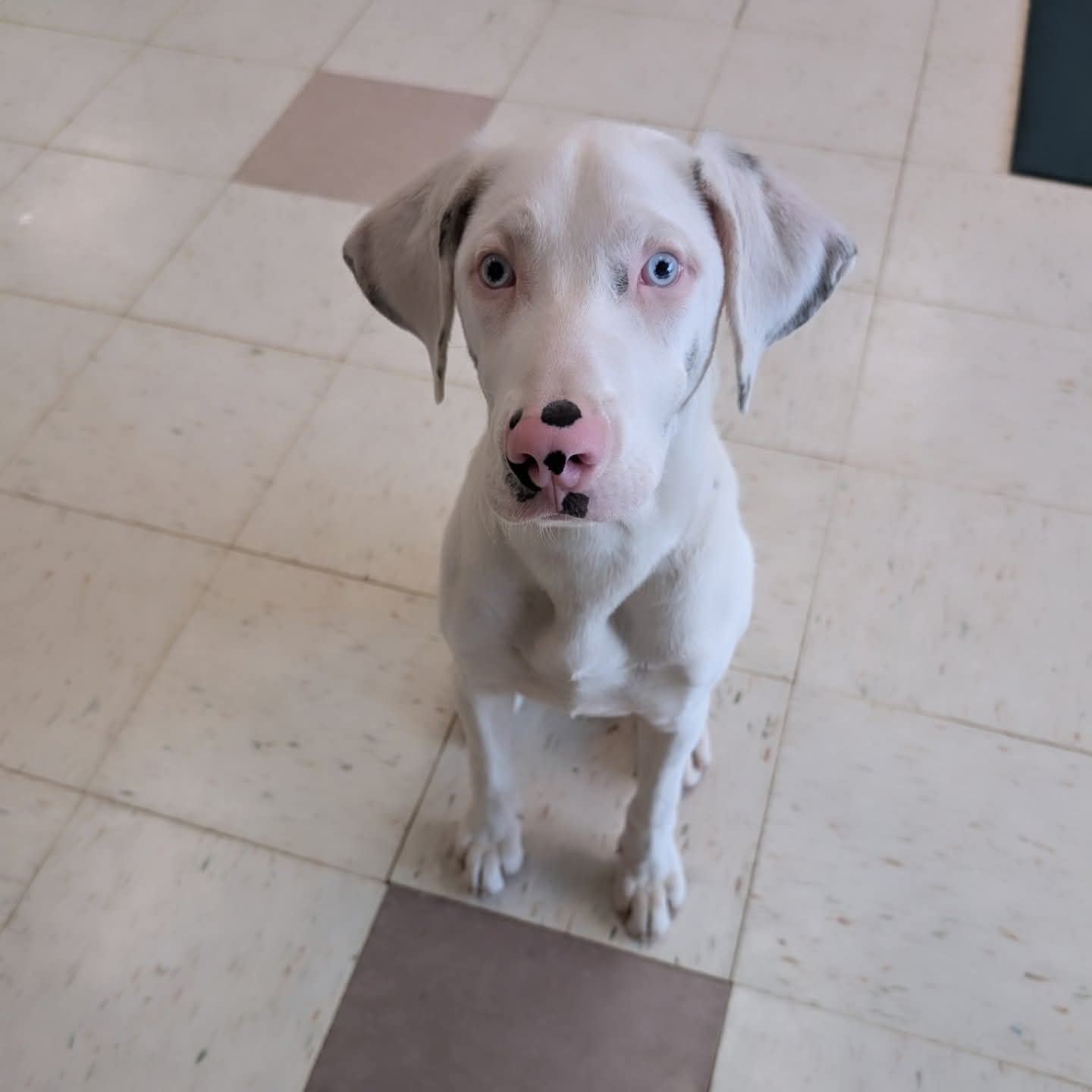 adoptable Dog in Holly Springs, NC named Adora