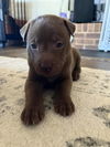 Teddy Bear - Shelby Litter