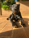 Panther - Shelby Litter