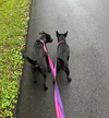 Panther - Shelby Litter