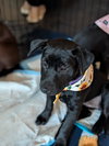 Nyx - Shelby Litter