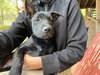 Nyx - Shelby Litter