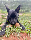 Nyx - Shelby Litter
