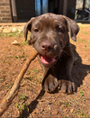 Angelica - Shelby Litter