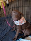 Angelica - Shelby Litter