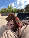 Angelica - Shelby Litter