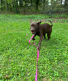 Angelica - Shelby Litter