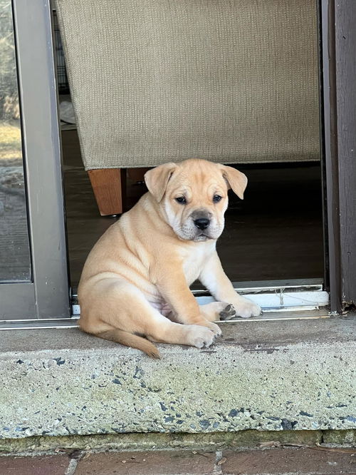 Lady Bird - Shelby Litter