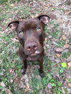 Smushy - Shelby Litter