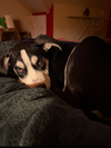Milo