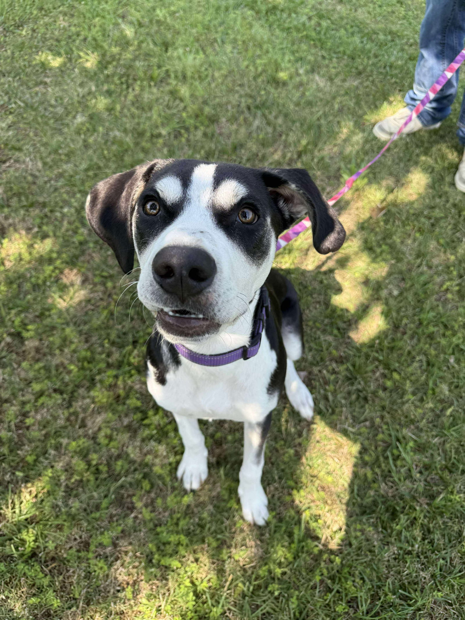 adoptable Dog in Holly Springs, NC named Milo