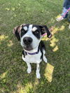 adoptable Dog in  named Milo