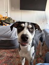 Milo