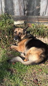 Mavis
