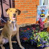RHODIE