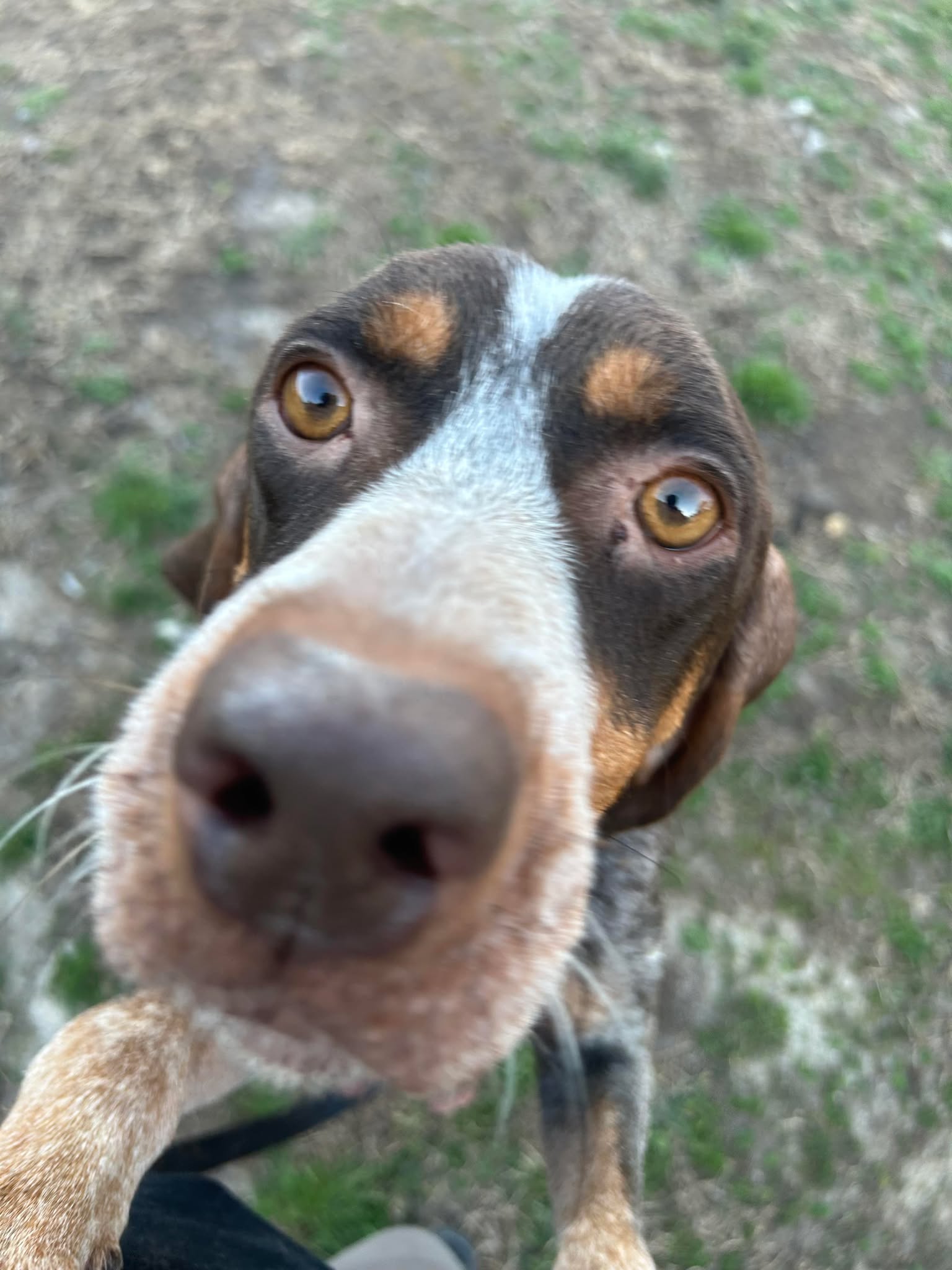 adoptable Dog in Holly Springs, NC named Blue Bell