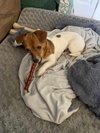 Tiny aka Dixie