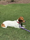 Tiny aka Dixie
