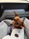Tiny aka Dixie