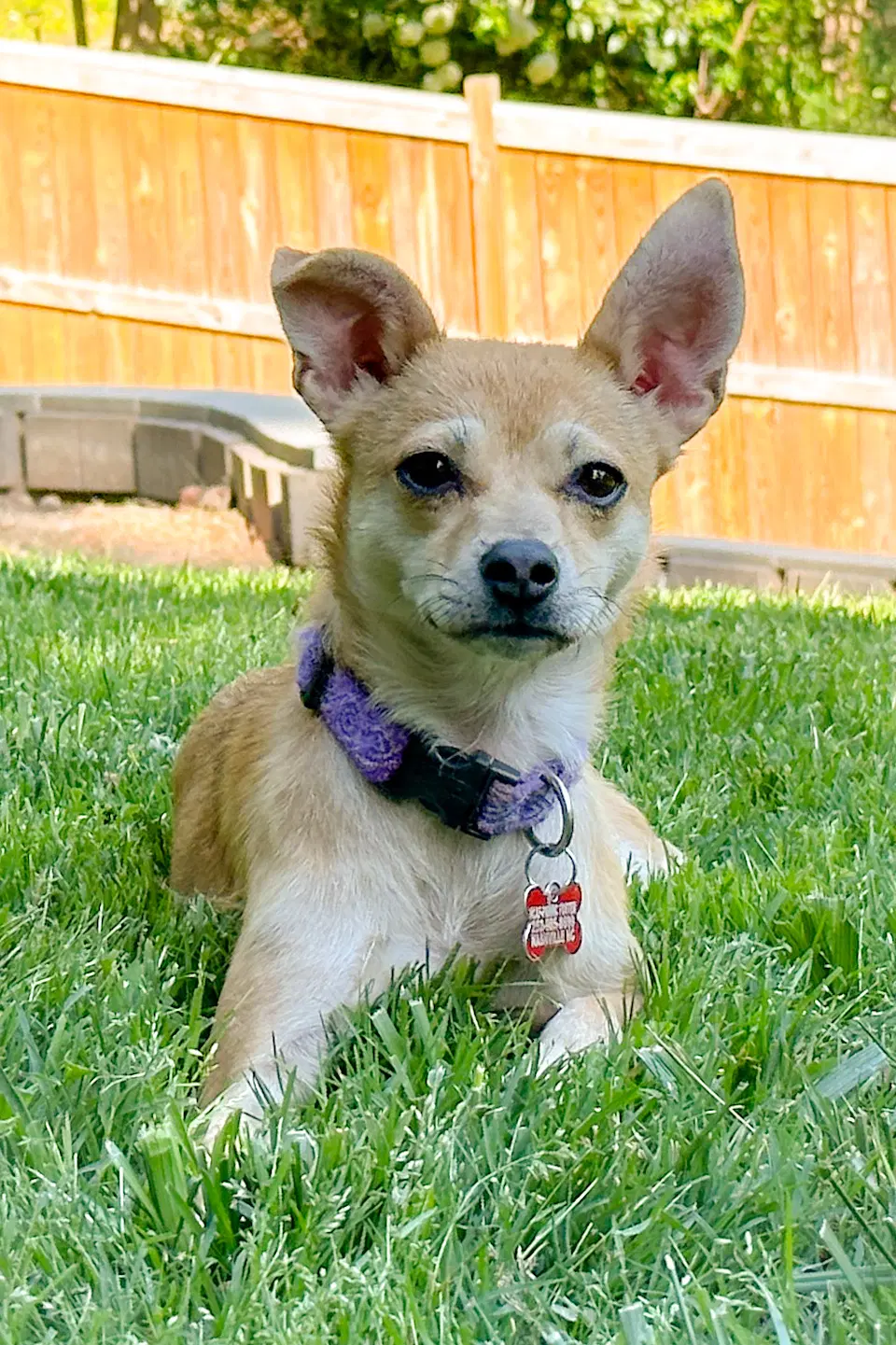 Ellen - Chihuahua