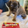 Skittles (Candy Litter)