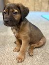 Skittles (Candy Litter)