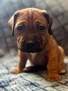 Twix (Candy Litter)
