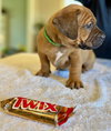 Twix (Candy Litter)