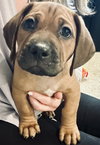 Twix (Candy Litter)