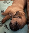 Twix (Candy Litter)