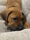 Twix (Candy Litter)