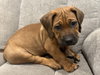Twix (Candy Litter)