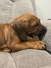 Twix (Candy Litter)
