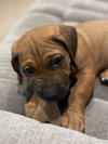 Twix (Candy Litter)