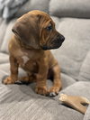 Twix (Candy Litter)